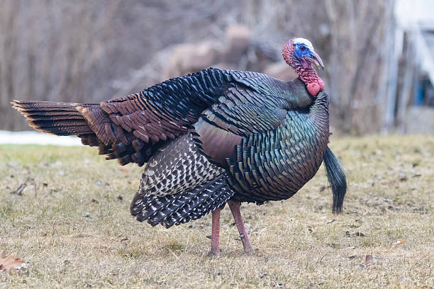 istock Male Wild Turkey  parade 2207677650
