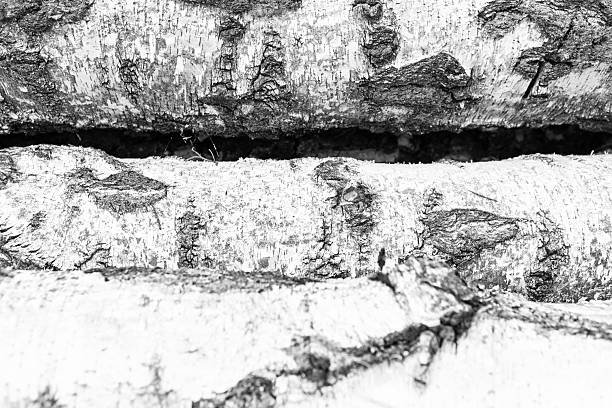 Close view of stacked birch logs reveals their unique textures and colors. The light and shadow highlight the intricate patterns in the bark, showcasing the natural beauty of wood.