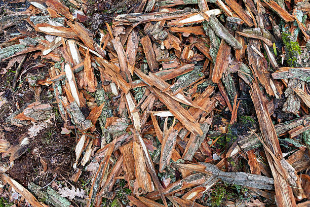 Scattered wood chips lie on the forest floor, showcasing a blend of brown and gray textures.
