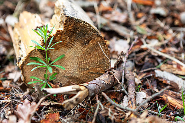 A fresh green plant emerges from the forest floor next to a cut log. The surrounding area is covered with fallen leaves and twigs, indicating a natural woodland environment during daylight.