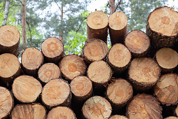istock Stacked logs in a forest showcasing timber preparation for upcoming projects 2207678186