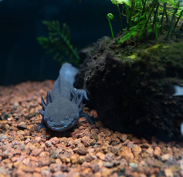 istock Smiling Axolotl in Natural Aquarium Habitat 2207678201