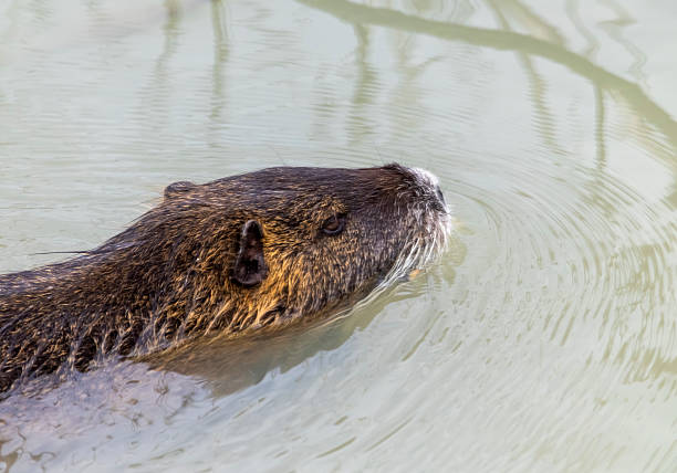 A curious nutria peers above the waterline at the edge of a forested lake. Captured mid-motion with ripples and natural textures surrounding the animal.