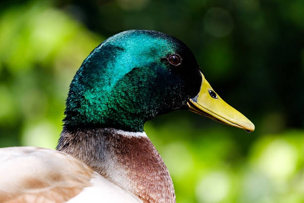 Close-up of a beautiful mallard duck showcasing its vibrant plumage and distinctive yellow beak against a lush green backdrop