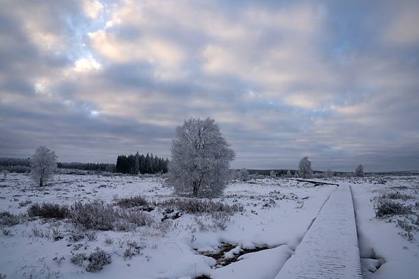Snowy landscape with frost-covered trees and a pathway under a cloudy sky, creating a serene winter scene.