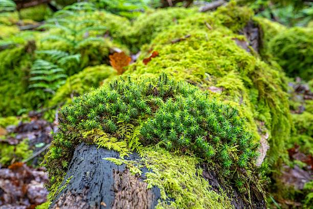 Vibrant green moss and ferns on a forest log.