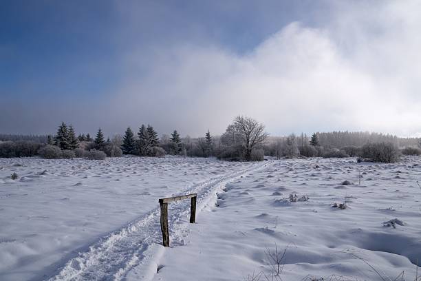 A serene winter landscape with a snow-covered field and a path leading through a forest under a bright blue sky.