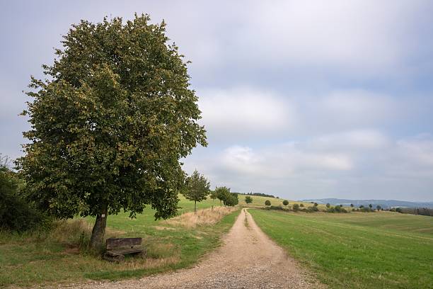 Scenic rural landscape with a lone tree and bench beside a dirt path under a cloudy sky, capturing the tranquility of the countryside.