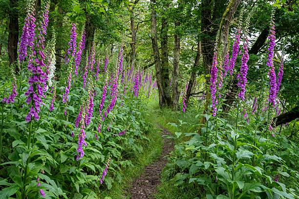 A scenic woodland path lined with vibrant purple foxgloves under a lush green canopy.