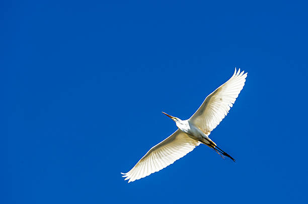 Great egret (Ardea alba) captured in mid-air flying over natural ocean slough, near spring nesting area.Taken at Elkhorn Slough. Moss Landing, California. USA