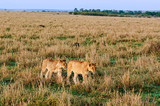 istock African Lion Pride Hunting for Game 2207680004
