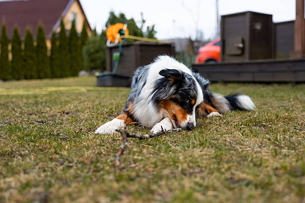 An Australian Shepherd with a tricolor coat chews a stick on a grassy yard. A wooden deck, orange car, house with sloped roof, and shrubs are visible.