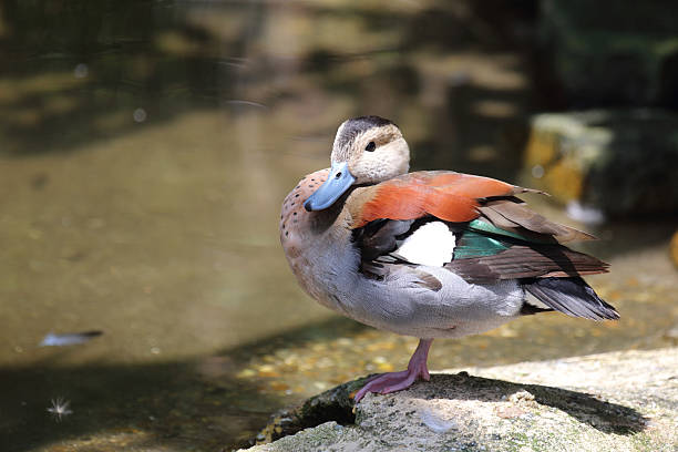 Rotschulterente / Ringed teal / Callonetta leucophrys