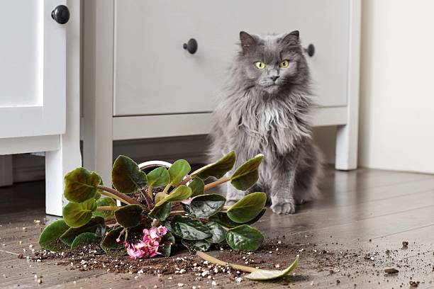 Guilty cat sitting beside a broken plant pot with soil on a floor