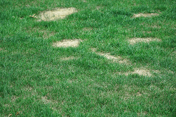 istock lawn in bad condition and need maintain care 2207683629