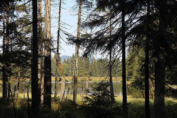 istock Kleiner Arbersee / Kleiner Arbersee / 2207683740