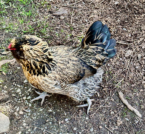 istock Colorful Island Chicken 2207683944