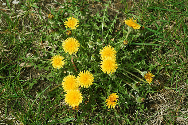 istock close up on dandelion growing in lawn 2207684052