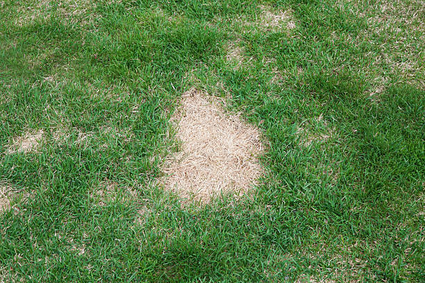 istock lawn in bad condition and need maintain care 2207684082