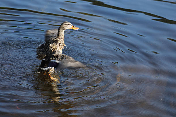 Stockente / Mallard / Anas platyrhynchos