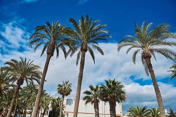 istock Tropical Palm Trees Under a Clear Blue Sky on a Sunny Day 2207685215