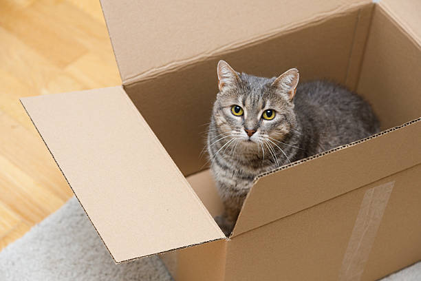 istock Tabby Cat Looking Out of Cardboard Box 2207685249