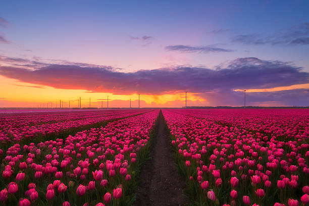 istock Netherlands. Field with tulip rows during sunset. Dutch landscape. Rows on the field. Holland. Landscape with flowers during sunset. Photo for wallpaper and background. 2207685577