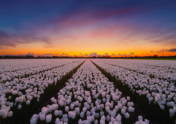 istock Netherlands. Field with tulip rows during sunset. Dutch landscape. Rows on the field. Holland. Landscape with flowers during sunset. Photo for wallpaper and background. 2207685578