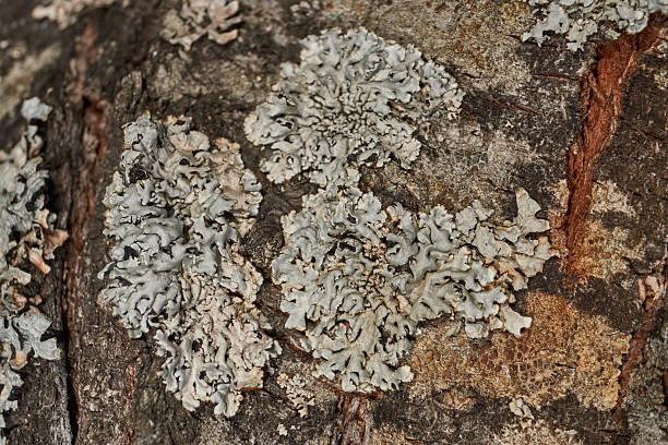 istock Lichen Parmelia sulcata (lat. Parmelia sulcata). 2207685965