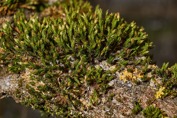 istock Moss grows on the trunk of an old rotting tree. 2207685968