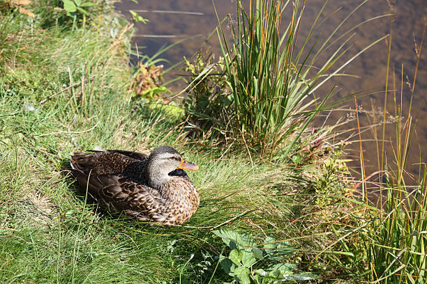 istock Stockente / Mallard / Anas platyrhynchos 2207686544