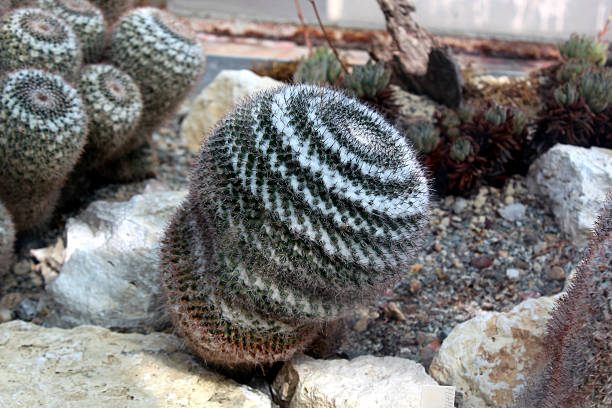 Mammillaria Microthele Cactus Close-up with Spines