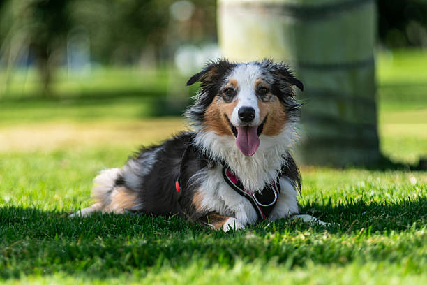 istock Border collie dog is sitting in a park Blurred background 2207687628