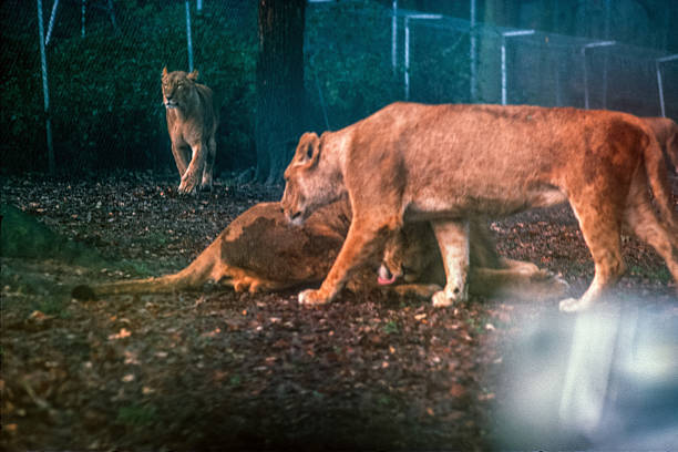 Two asiatic lionesses (Panthera Leo Persica) with meat