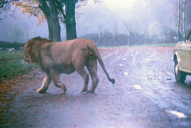 Lion in Windsor Safari Park, December 1975