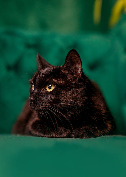 A majestic black cat with piercing yellow eyes gracefully reclines on a plush, emerald green velvet sofa. Its long, silky fur glistens in the soft light, contrasting beautifully with the rich, deep green of the sofa. The cat's striking yellow eyes stand out vividly against its dark fur, with a gentle expression, as if it is lost in thought, or peacefully enjoying the comfort of its surroundings.