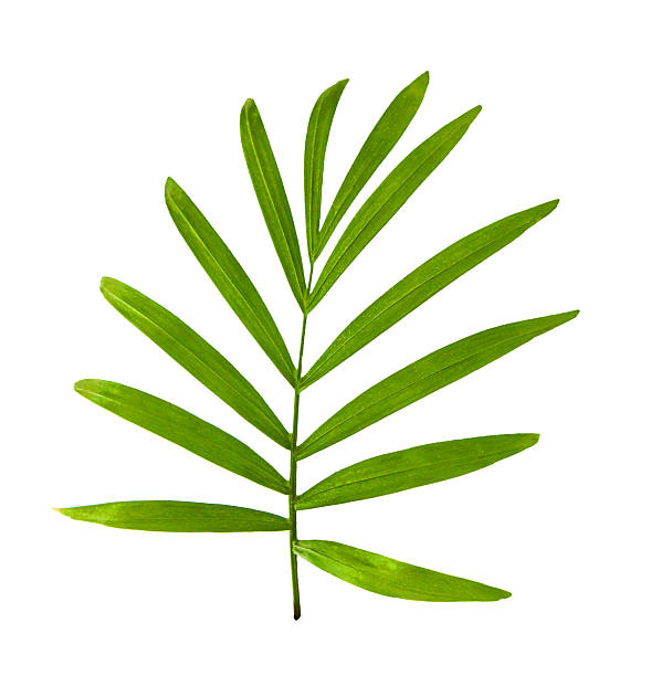 istock Howea palm tree leaf isolated on white background. Green leaves of palm tree isolated on white background with clipping path. 2207693445