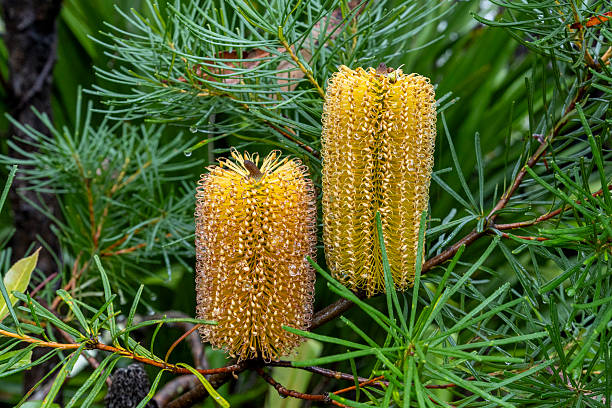 Australian Hairpin Banksia shrub in flower