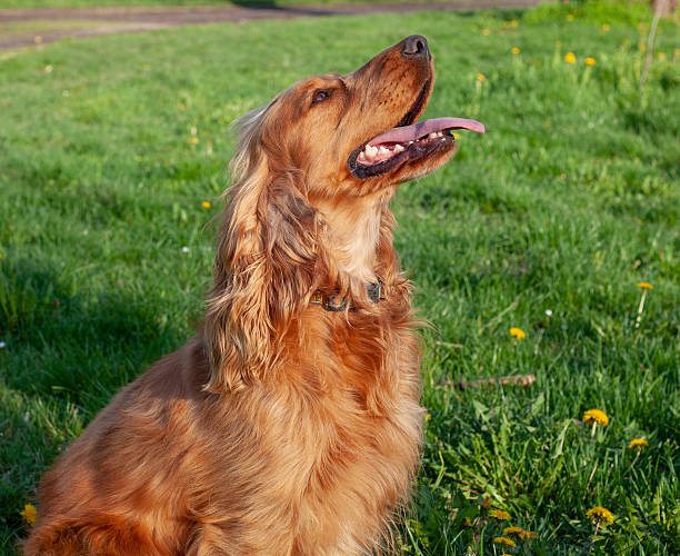 istock A joyful Cocker Spaniel explores the vibrant spring landscape, its silky ears bouncing with every step. Surrounded by blooming flowers and lush greenery, it happily sniffs the fresh air, full of energy and curiosity, embracing the beauty of nature. 2207696280