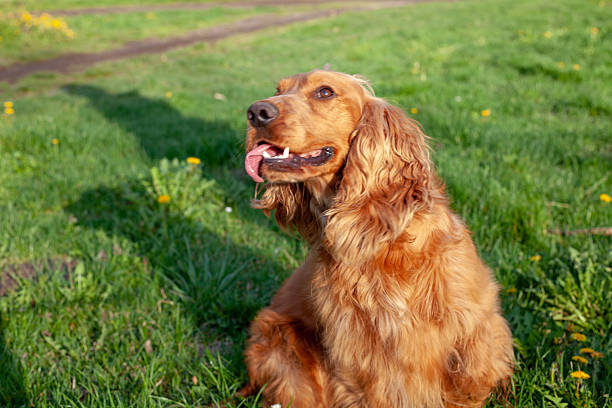 istock A joyful Cocker Spaniel explores the vibrant spring landscape, its silky ears bouncing with every step. Surrounded by blooming flowers and lush greenery, it happily sniffs the fresh air, full of energy and curiosity, embracing the beauty of nature. 2207696289