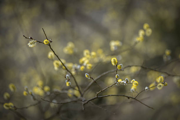 istock Blossoming willow branches, shallow depth of field 2207700894