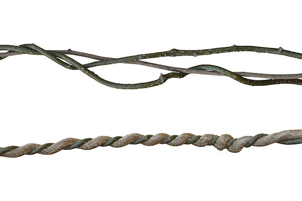 Twisted liana sets, Vine isolated on white background. Clipping path