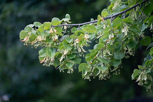 A graceful branch of a linden tree hangs down, covered in green heart-shaped leaves and clusters of small seeds with wing-like bracts. The soft, natural background enhances the delicate textures and gentle summer atmosphere.