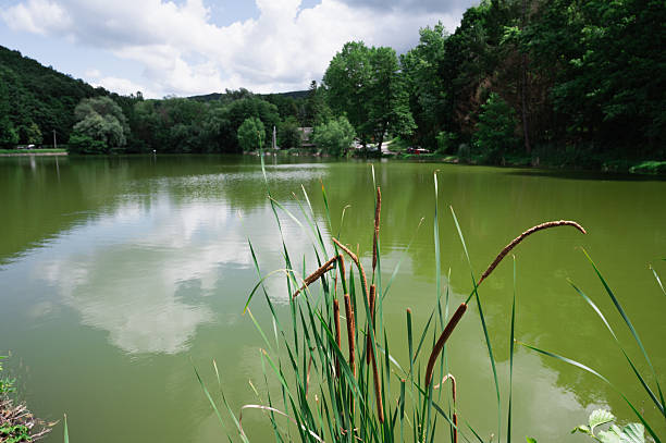 Tall cattails grow along the calm shoreline of a green-hued forest lake, with reflections of clouds and trees shimmering on the water's surface. The peaceful landscape conveys a serene, untouched natural beauty on a summer day.