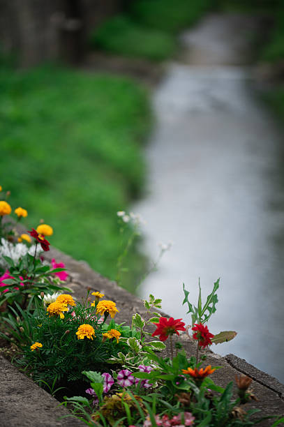 Clean water flowing in a small stream surrounded by lush green vegetation and white flowers