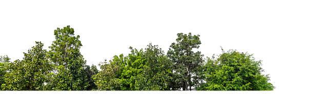 istock Green Trees isolated on white background.are Forest and foliage in summer for both printing and web pages 2207704628