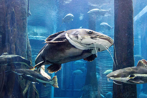 A large fish with a long snout swims in a tank with other fish