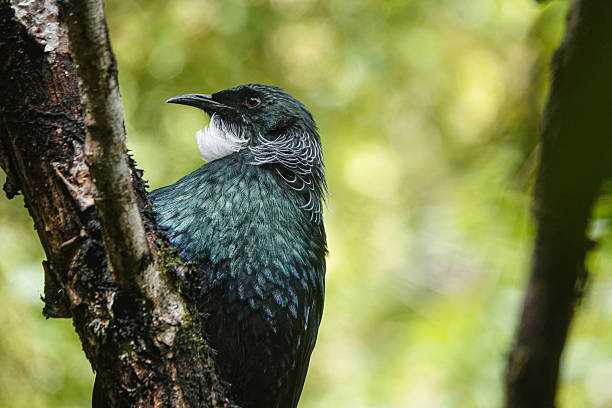 istock New Zealand Tui 2207707261