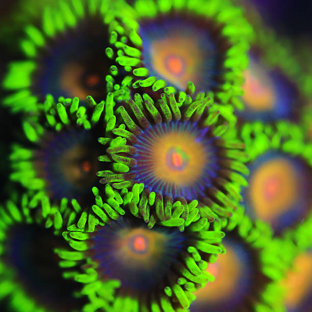 istock Zoanthids small colorful polyps, close up marine photography 2207709156