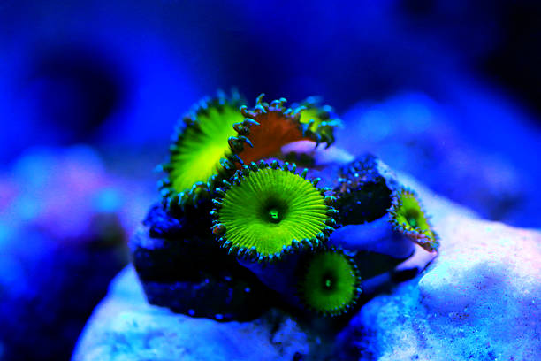 istock Zoanthids small colorful polyps, close up marine photography 2207709185